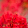 red spider lily 