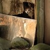 木更津キャット