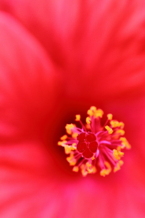 Hibiscus