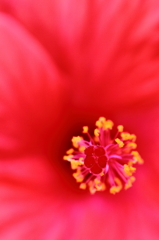 Hibiscus