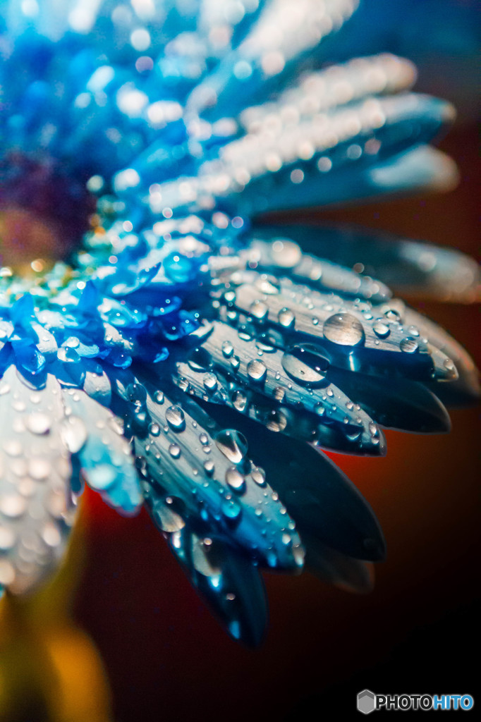 Gerbera