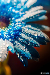 Gerbera