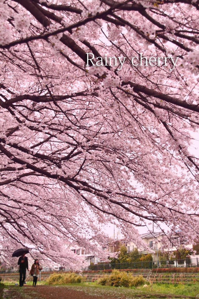 桜雨