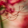 曼珠沙華