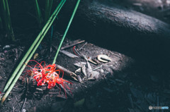 曼珠沙華7
