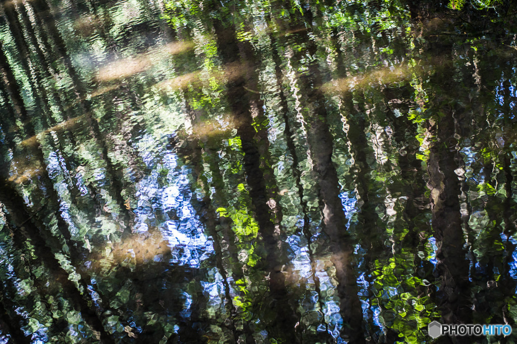 Mirror of the forest