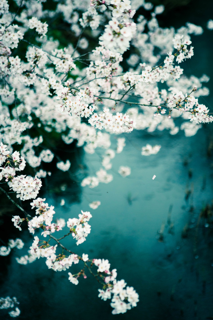 桜5