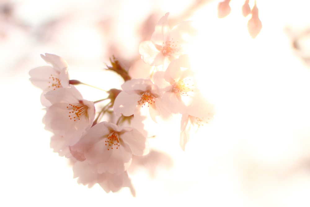桜陽