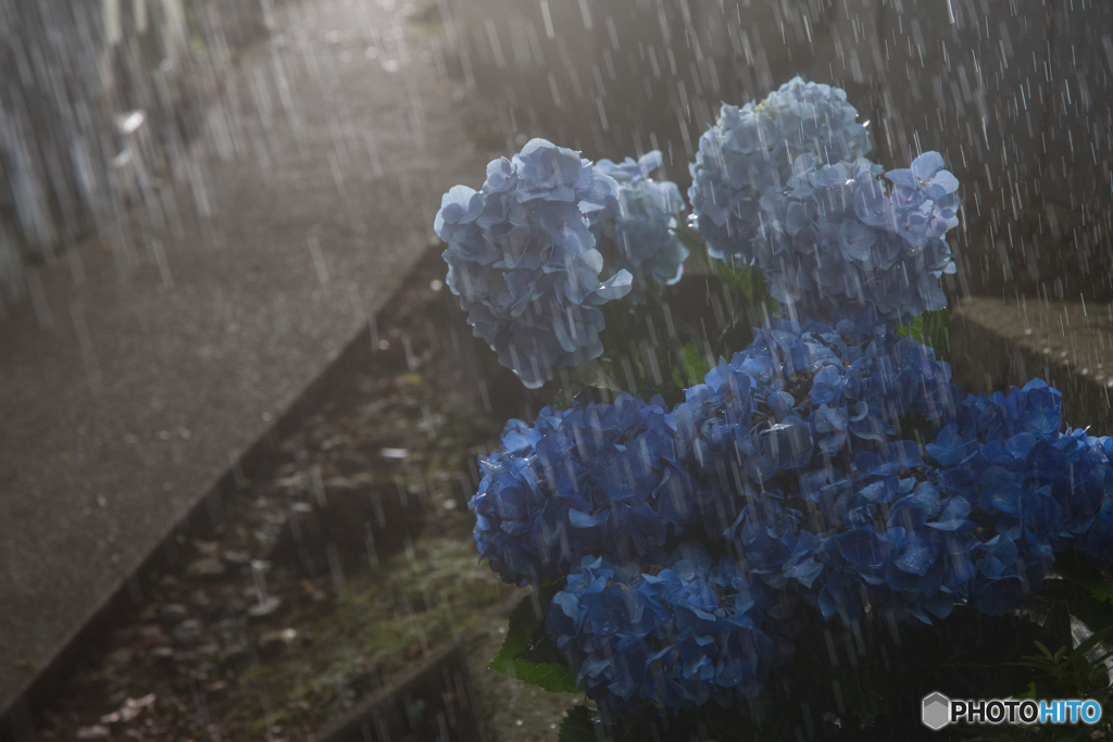 梅雨