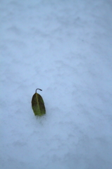 雪の日2