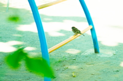 雀