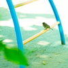 雀
