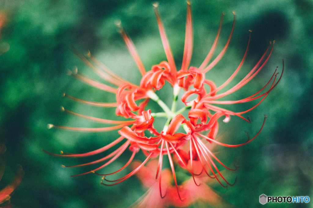 曼珠沙華5
