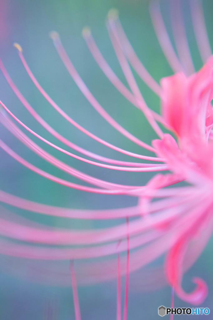 曼珠沙華9