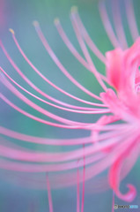 曼珠沙華9