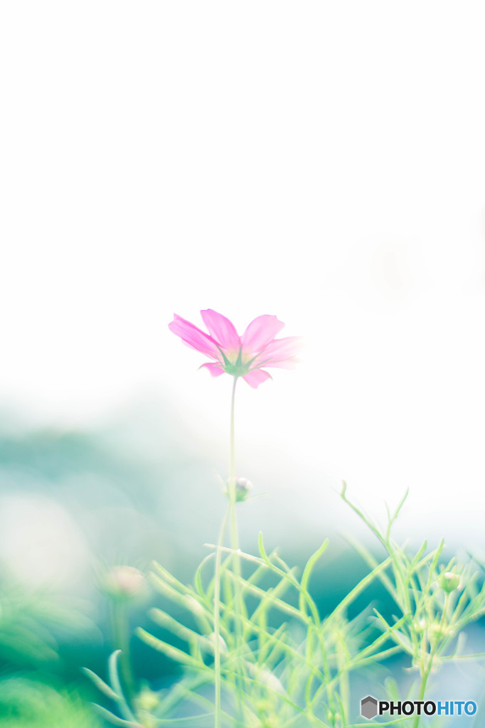 秋桜