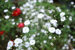 Dear flowers