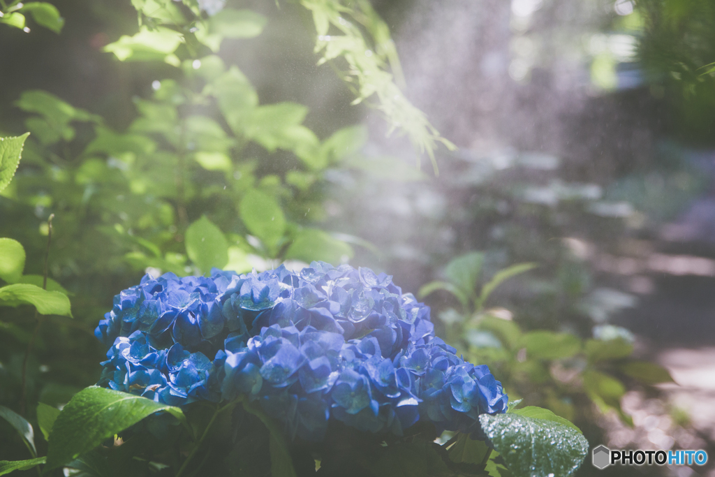 紫陽花