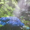 紫陽花