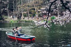 桜日和