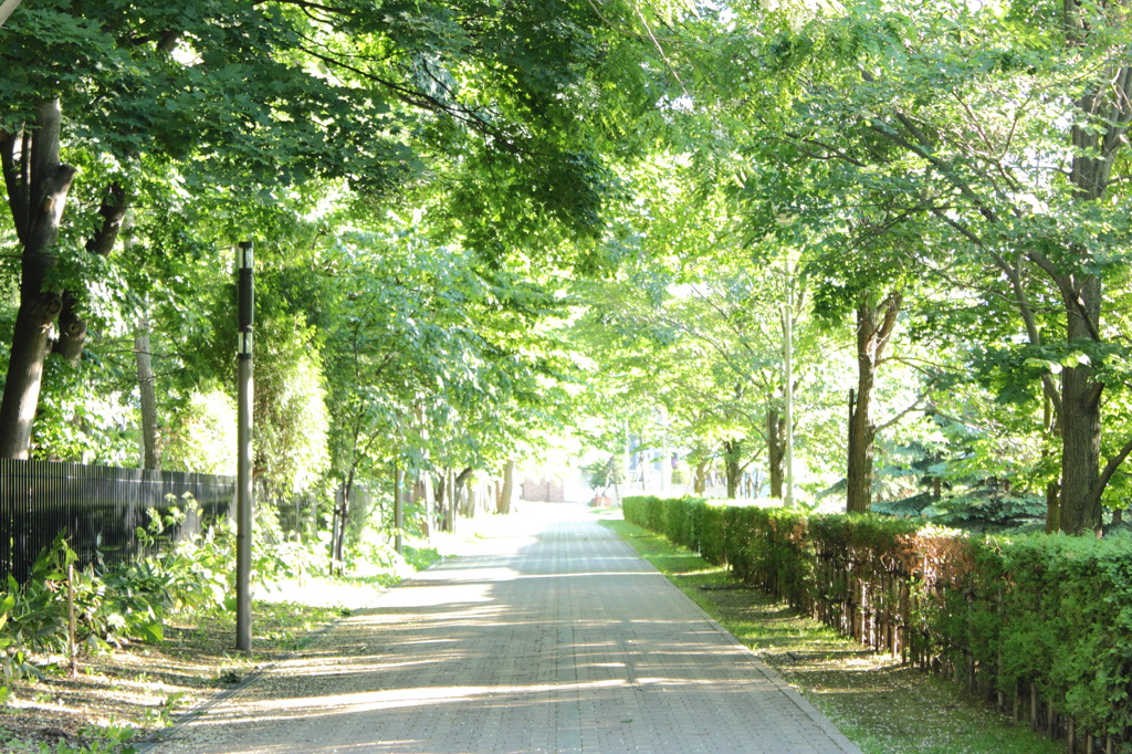 近くの公園の道