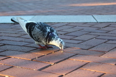 鳩がいたので