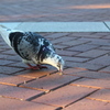 鳩がいたので