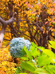 紫陽花と紅葉