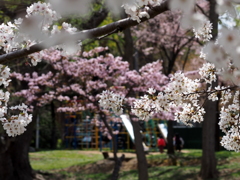 春麗