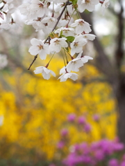 桜