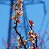 白梅と鉄塔