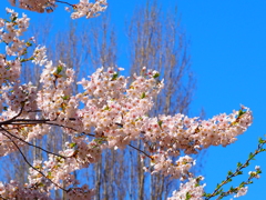 P4290025