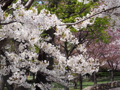 桜