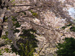 桜空