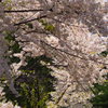 桜空