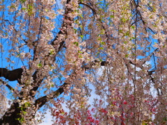 枝垂桜