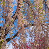 枝垂桜