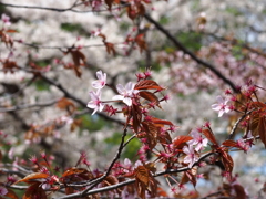 桜散り行く