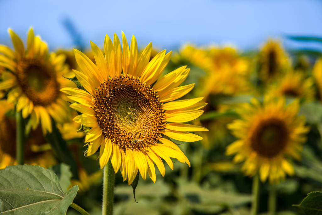 夏