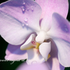 蘭の花
