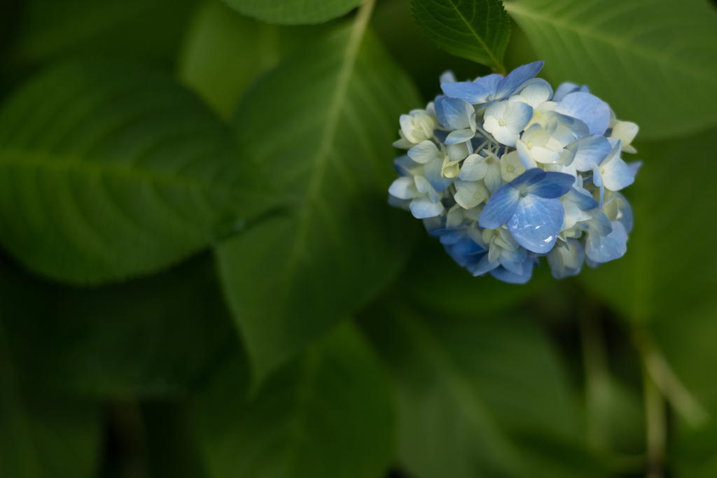 紫陽花の季節