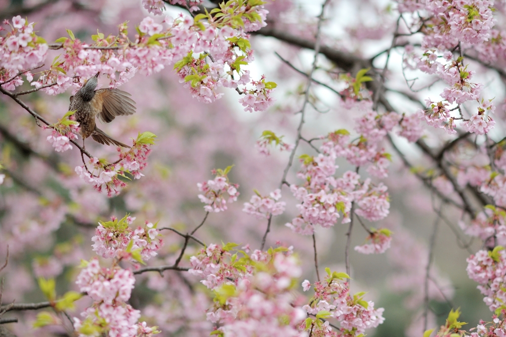 spring for tokyoites