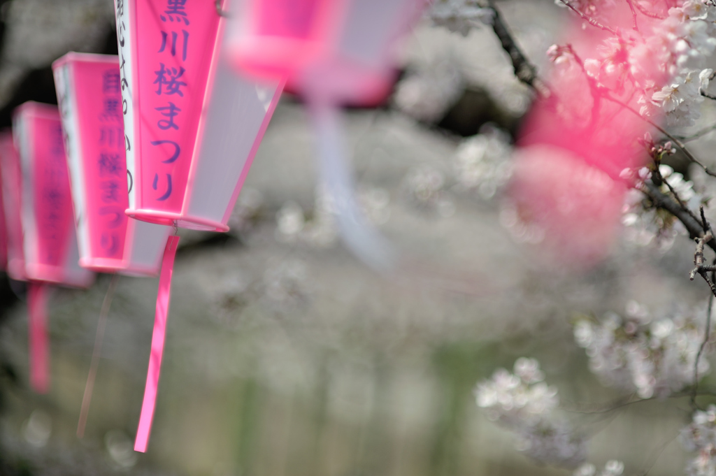 spring for tokyoites 2019