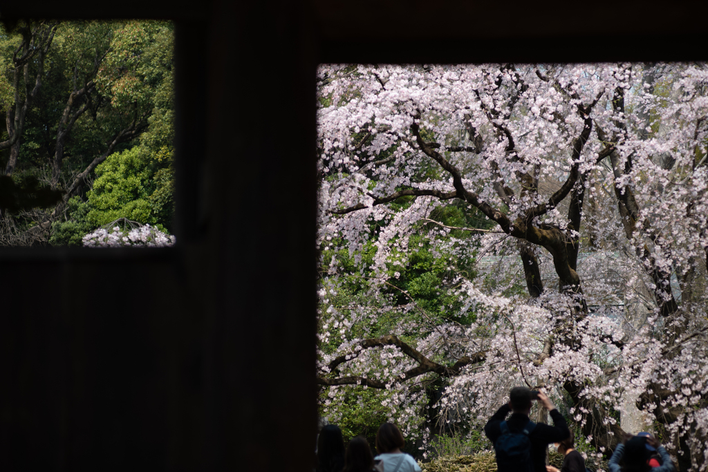 spring for tokyoites 2025