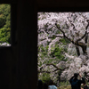 spring for tokyoites 2025