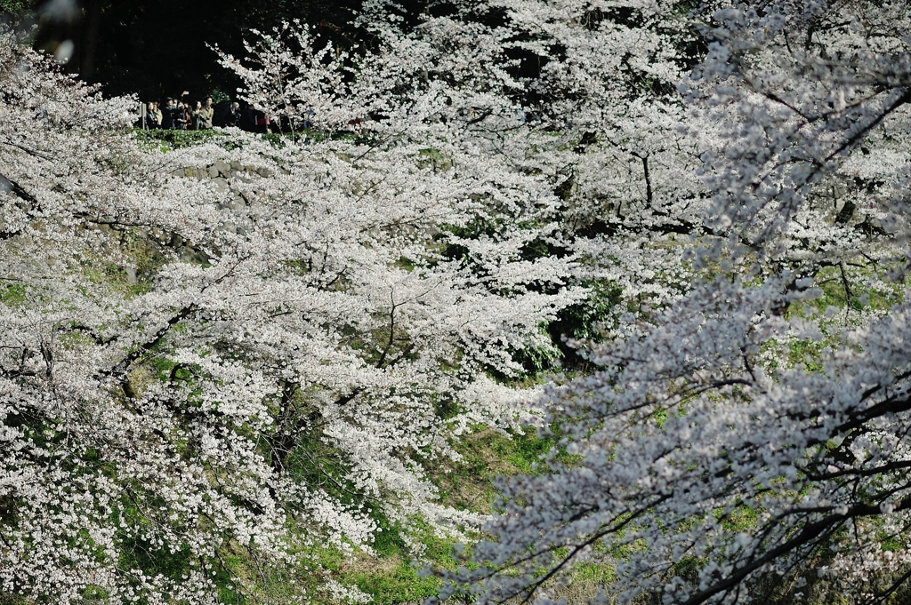 spring for tokyoites 2019