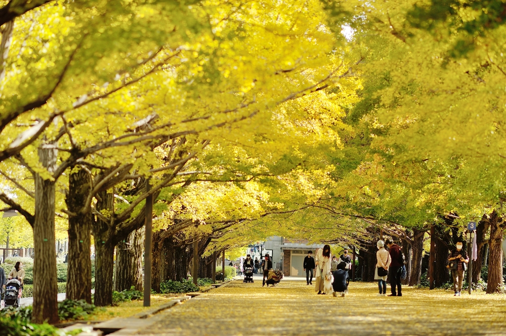 autumn for tokyoites 2020