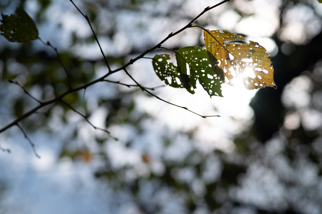 autumn for tokyoites 2023