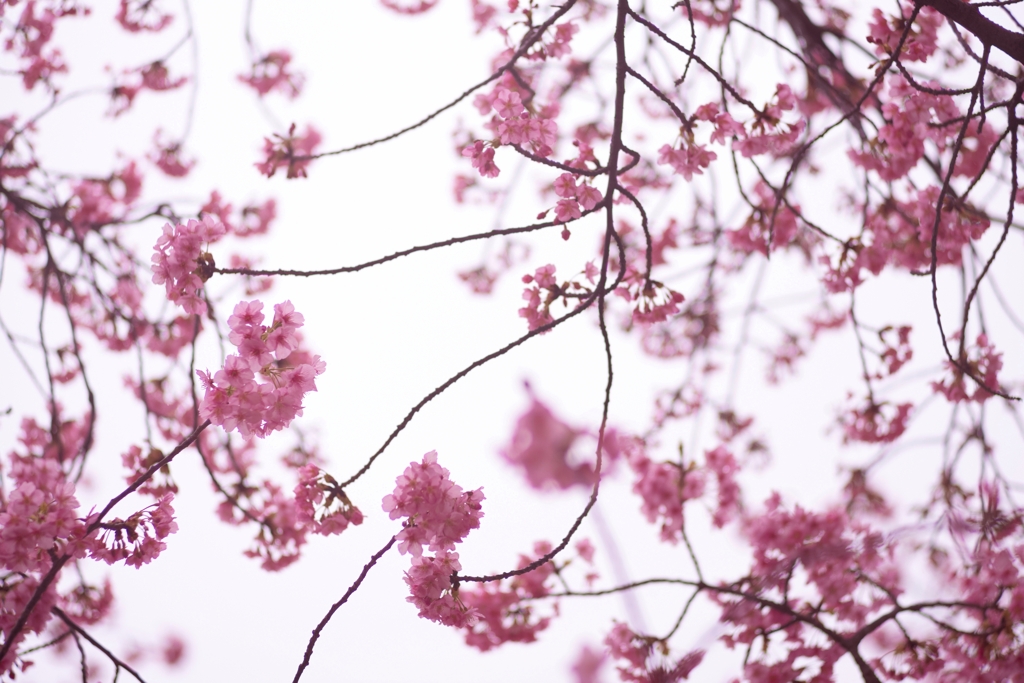 spring for tokyoites 2024