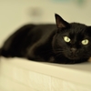 mau